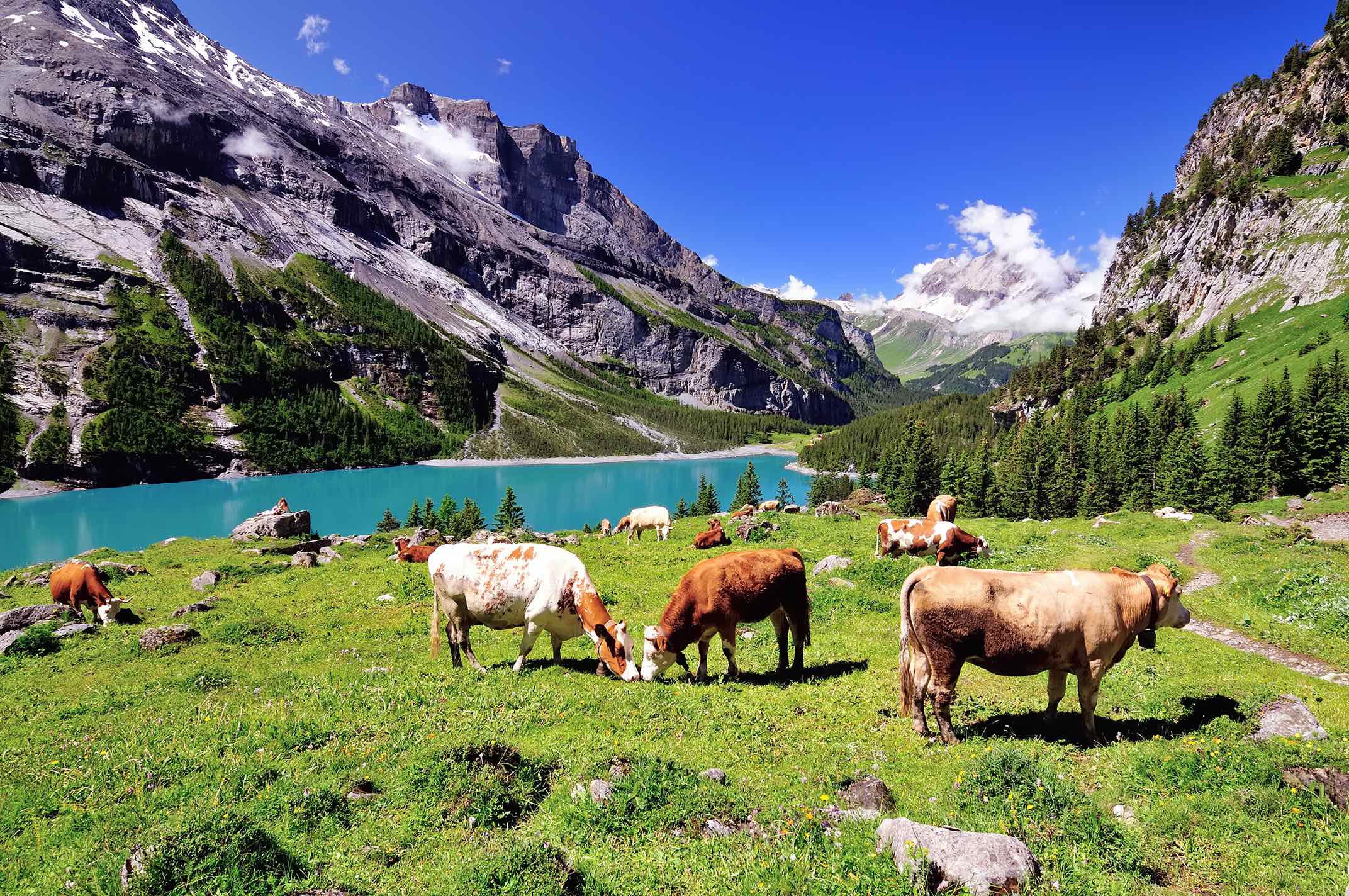 Alpenpanorama mit Kühen auf grüner Wiese